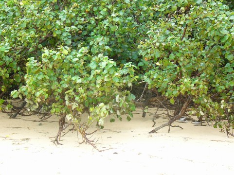 マブイグミが頻繁に行われる沖縄のイメージ
